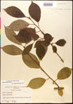 000017541-thumbnail.jpg