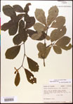 000017542-thumbnail.jpg