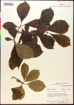 000017543-thumbnail.jpg