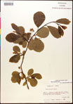000017544-thumbnail.jpg