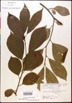 000017545-thumbnail.jpg