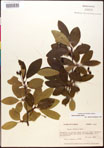 000017546-thumbnail.jpg