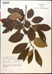 000017547-thumbnail.jpg