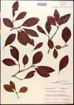 000017548-thumbnail.jpg