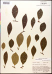 000017549-thumbnail.jpg