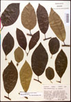 000017550-thumbnail.jpg