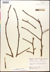 000017551-thumbnail.jpg