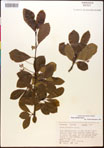 000017552-thumbnail.jpg