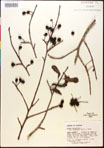 000017553-thumbnail.jpg