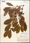 000017554-thumbnail.jpg