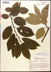 000017555-thumbnail.jpg