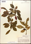 000017556-thumbnail.jpg