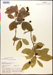000017557-thumbnail.jpg