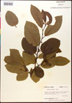 000017558-thumbnail.jpg
