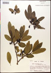 000017559-thumbnail.jpg