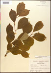 000017560-thumbnail.jpg