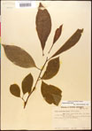 000017561-thumbnail.jpg