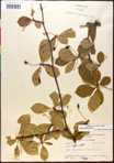 000017563-thumbnail.jpg