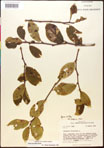 000017564-thumbnail.jpg