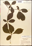 000017565-thumbnail.jpg