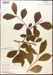 000017566-thumbnail.jpg