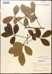000017567-thumbnail.jpg