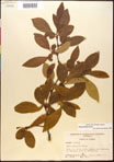 000017568-thumbnail.jpg