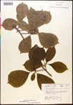 000017569-thumbnail.jpg