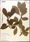 000017571-thumbnail.jpg