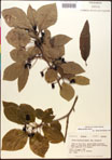000017572-thumbnail.jpg