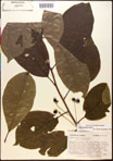000017573-thumbnail.jpg