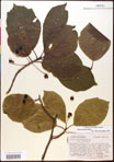 000017574-thumbnail.jpg