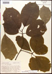 000017575-thumbnail.jpg