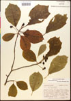 000017576-thumbnail.jpg