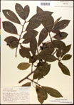 000017577-thumbnail.jpg