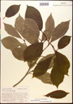 000017578-thumbnail.jpg