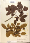 000017579-thumbnail.jpg