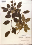 000017580-thumbnail.jpg