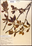 000017581-thumbnail.jpg