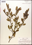 000017625-thumbnail.jpg