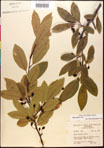 000017626-thumbnail.jpg