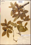 000017627-thumbnail.jpg