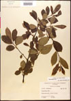 000017628-thumbnail.jpg