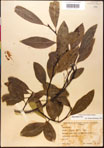 000017629-thumbnail.jpg