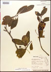 000017630-thumbnail.jpg