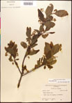 000017631-thumbnail.jpg