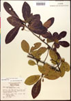 000017632-thumbnail.jpg