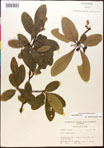 000017633-thumbnail.jpg