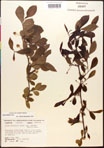 000017634-thumbnail.jpg