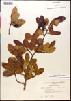 000017635-thumbnail.jpg